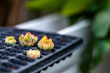 Beautiful cactus in pot on the windowsill, selective focusの写真素材