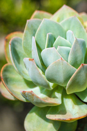 Succulent plant in the garden, close-up macro photoの写真素材