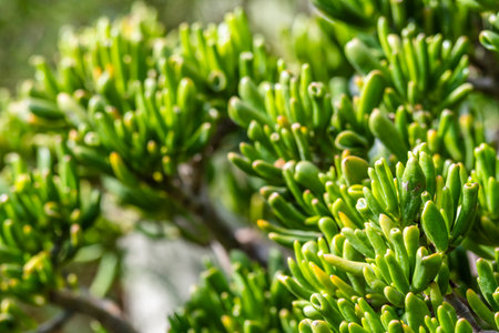 Close up of succulent plant in a botanical garden in Spainの写真素材