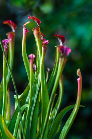 Carnivorous carnivorous plant, Sarraceniaの写真素材