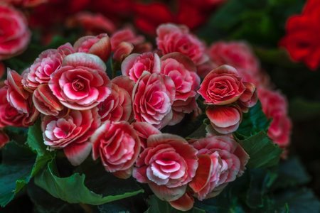 Beautiful red begonia flowers with green leaves in the garden.の写真素材