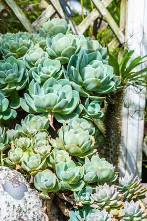 Succulent plants in botanic garden, Thailand. (Selective focus)の写真素材