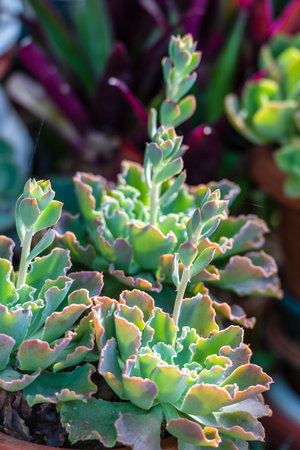 Succulent plant in pot, Thailand. Close-up.の写真素材