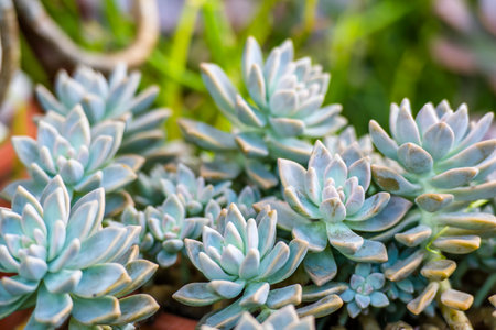 Succulent plants in botanical garden, closeup of photoの写真素材