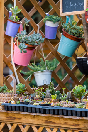 Succulents in pots on the terrace of a flower shopの写真素材