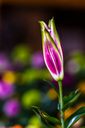 Beautiful pink lily flower with green leaves on blurred background.の写真素材