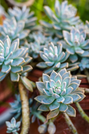 Succulent plant in the pot, selective focus, nature backgroundの写真素材