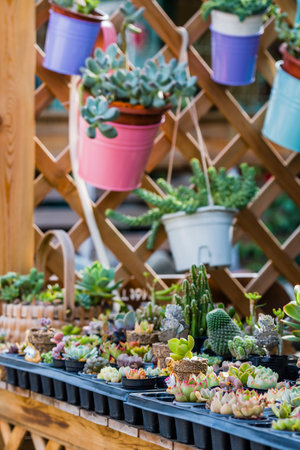 Miniature succulent plants in pots for sale in flower shop.の写真素材