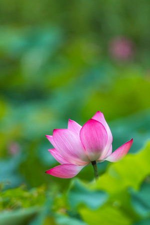 Lotus flower and Lotus flower plants. Blooming lotus flower.の写真素材
