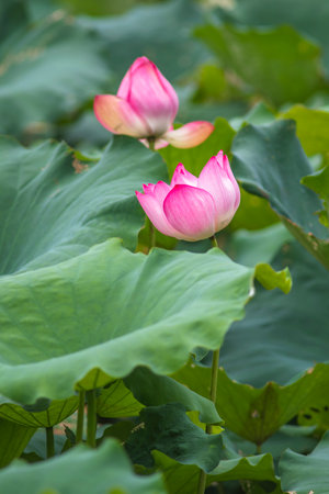 Lotus flower and Lotus flower plants in the pond. Nature backgroundの写真素材
