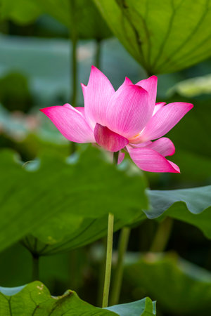 The beauty of the lotus flower in the pond and nature.の写真素材