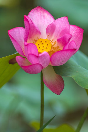 Pink lotus flower blooming in the pond with green leaf backgroundの写真素材
