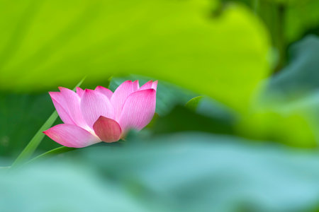 Lotus flower with green leaves in the pond, Thailand.の写真素材