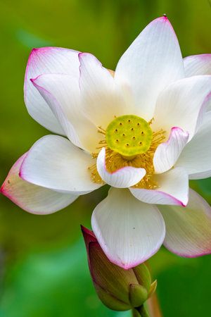 White lotus flower blooming in the pond with green background.の写真素材