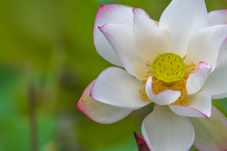White lotus flower blooming in the pond and green background.の写真素材