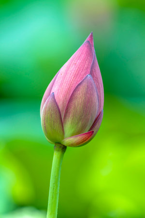 Lotus flower and Lotus flower plants in the pond with green backgroundの写真素材