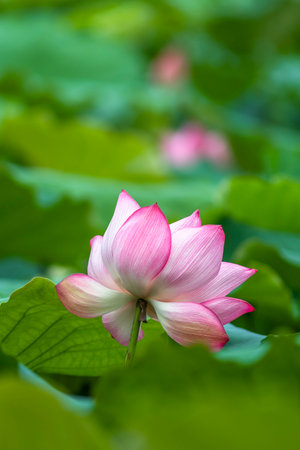 Lotus flower blooming in the pond, lotus flower backgroundの写真素材