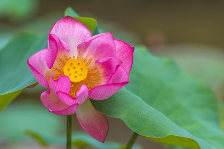 Pink lotus flower blooming in the pond with green leaf backgroundの写真素材