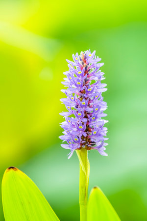 Purple Water Hyacinth flower in the garden, Thailand.の写真素材