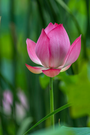Pink lotus flower blooming in the pond in the summer.の写真素材