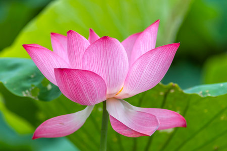 Pink lotus flower blooming in the pond with green leaf backgroundの写真素材