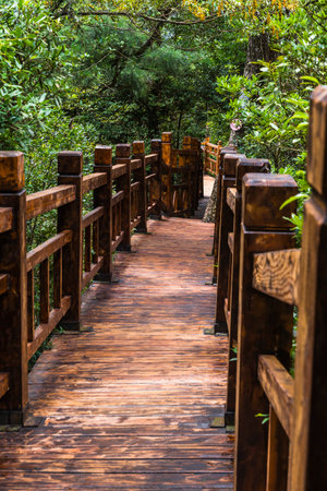 Wooden walkway in the forest at Doi Inthanon National Park, Thailand.の写真素材