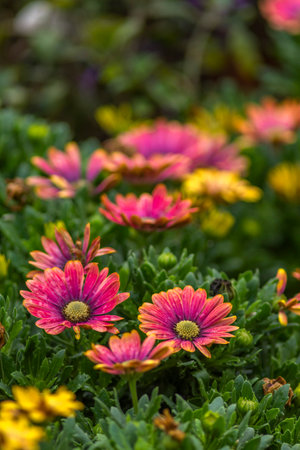 Close up of colorful African daisy flowers in the garden, selective focus