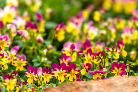 Colorful pansy flowers blooming in the garden, selective focusの写真素材