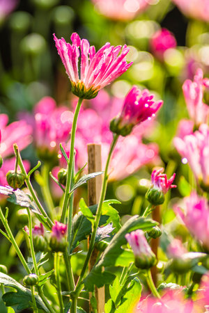 Chrysanthemum flowers in the garden, Thailand. (Selective focus)の写真素材