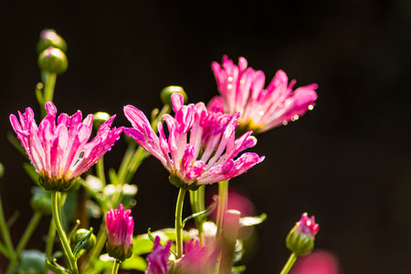 Pink chrysanthemum flowers in the garden, Thailand.の写真素材