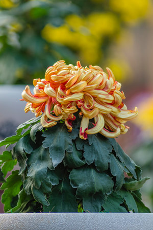 Chrysanthemum flower blooming in the garden, Thailand.の写真素材