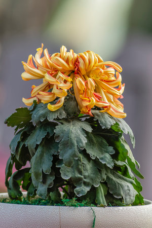Chrysanthemum flower in the pot,Thailand.の写真素材