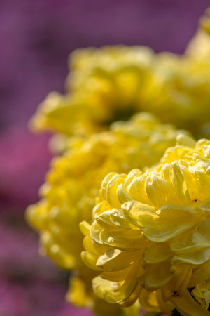 Yellow chrysanthemum flower with water drops on petalsの写真素材