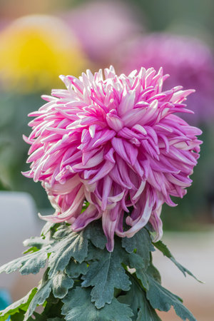 Pink chrysanthemum flower in the garden, Thailand.の写真素材