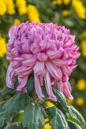 pink chrysanthemum flower with yellow chrysanthemumsの写真素材
