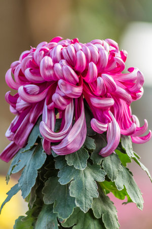 Pink chrysanthemum flower with green leaves, Thailand.の写真素材