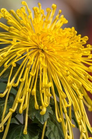 Chrysanthemum flower,close up of yellow chrysanthemum flowerの写真素材