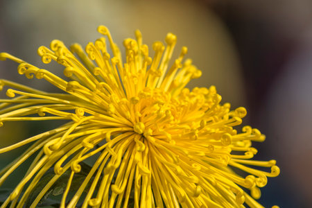 Yellow chrysanthemum flower on blurred background, Thailand.の写真素材