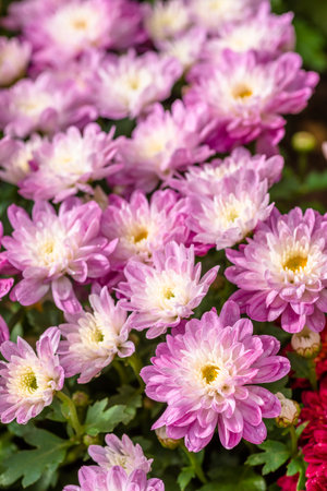 Colorful chrysanthemum flowers in the garden for backgroundの写真素材