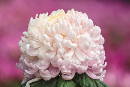 Pink and white chrysanthemum flower in the garden.の写真素材