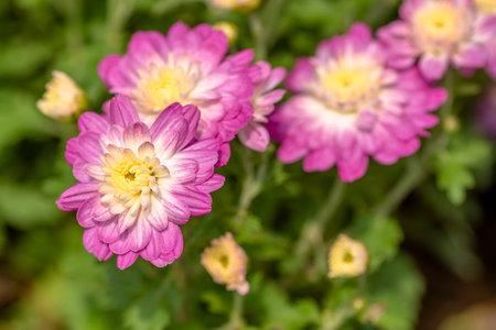 Chrysanthemum flower in the garden,chrysanthemum grandiffloraの写真素材