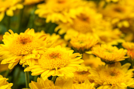 Yellow chrysanthemum flower in the garden, Thailand.の写真素材