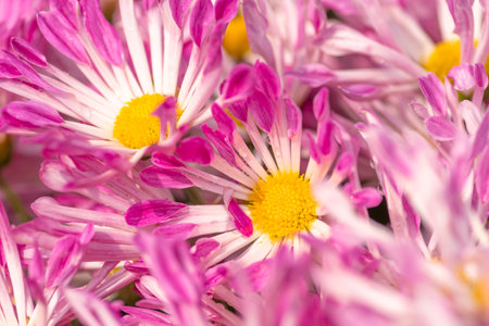 Beautiful pink chrysanthemum flowers as a background. macroの写真素材
