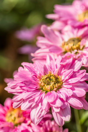 Pink chrysanthemum flower in the garden, Thailand.の写真素材