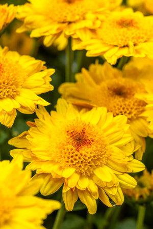 Yellow chrysanthemum flowers in the garden, Thailand.の写真素材