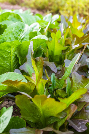 Close up of green lettuce growing in vegetable garden. Organic food concept.の写真素材