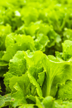 Lettuce in vegetable garden, Thailand. (Selective focus)の写真素材