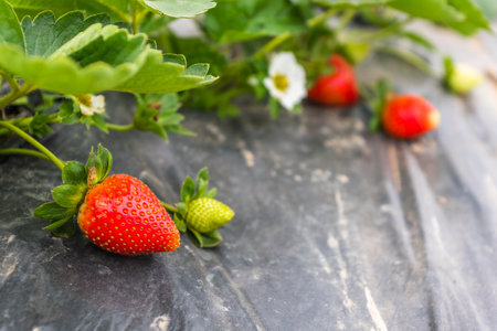 Strawberry on the table in the garden. Fresh strawberry.の写真素材
