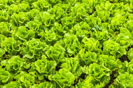 Lettuce growing in the field, closeup of photo.の写真素材