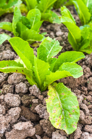 Green Lettuce in vegetable garden, Thailand. Selective focus.の写真素材